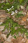 Cutleaf toothwort